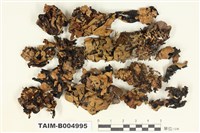 藏品(粉黃袋梅衣)的圖片